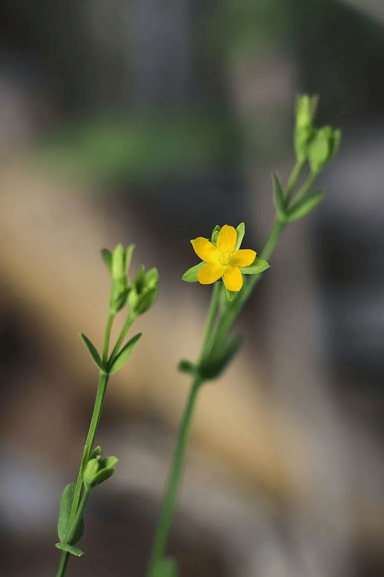 100种·最美野花