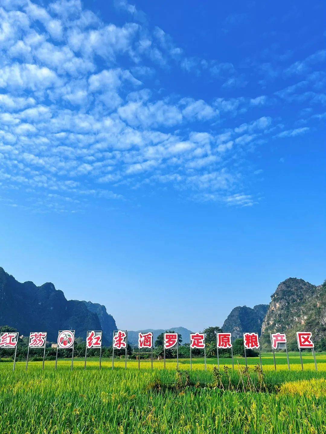 暨广东云浮·罗定稻米文化系列活动将在罗定市人民广场举行感兴趣的