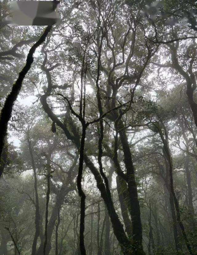 世界最神秘的鸟”海南鳽现身哀牢山 比大熊猫还要稀少