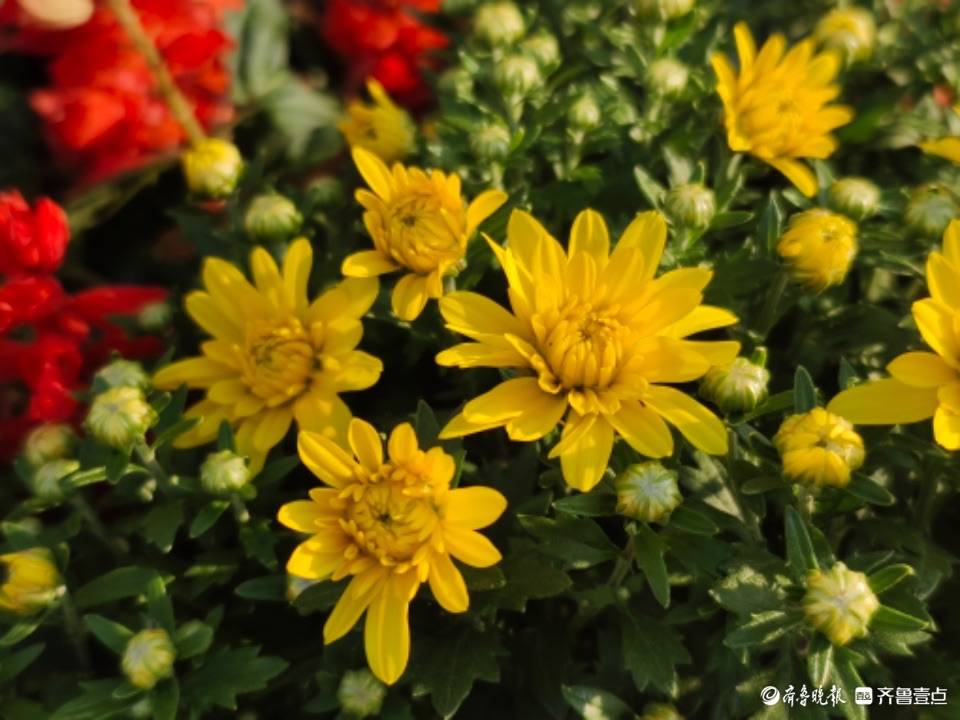 千头菊花开秋日美景来