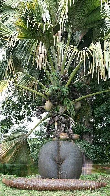 海椰子雄花图片