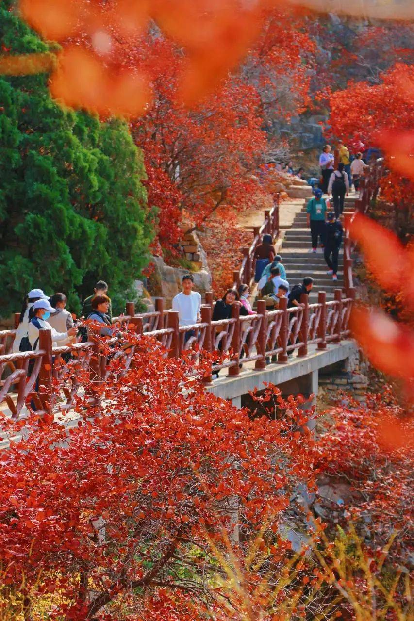 临朐红叶谷风景区门票图片