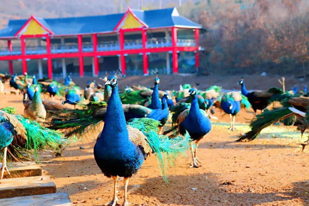 2024年10月1日-12月31日,许昌市居民凭本人身份证,购孔雀谷景区门票享