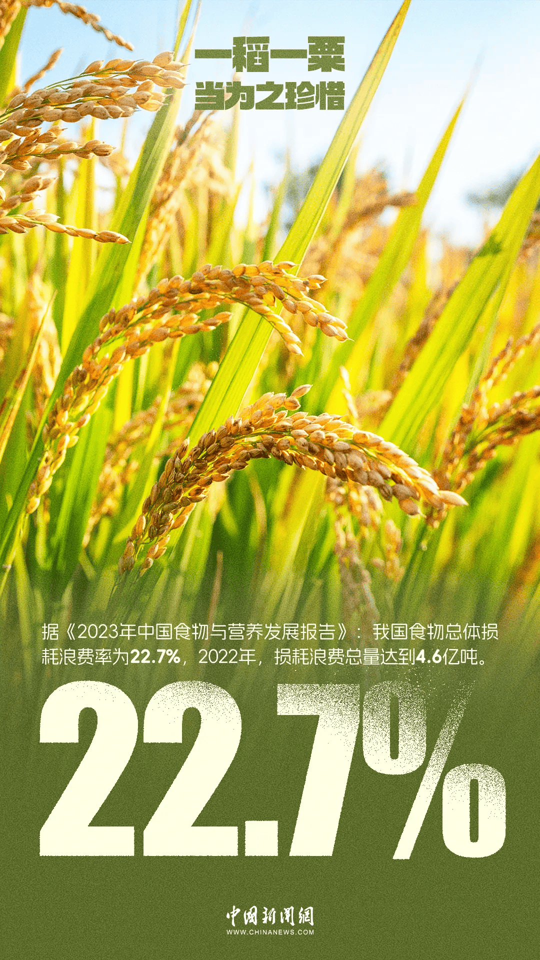 世界粮食日|一稻一粟,当为之珍惜