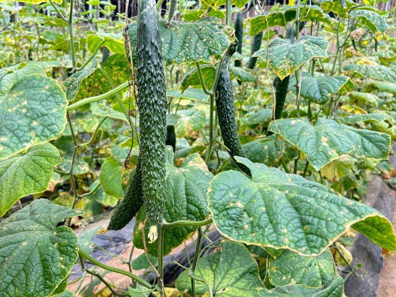 甘肃靖远:小黄瓜成就大产业