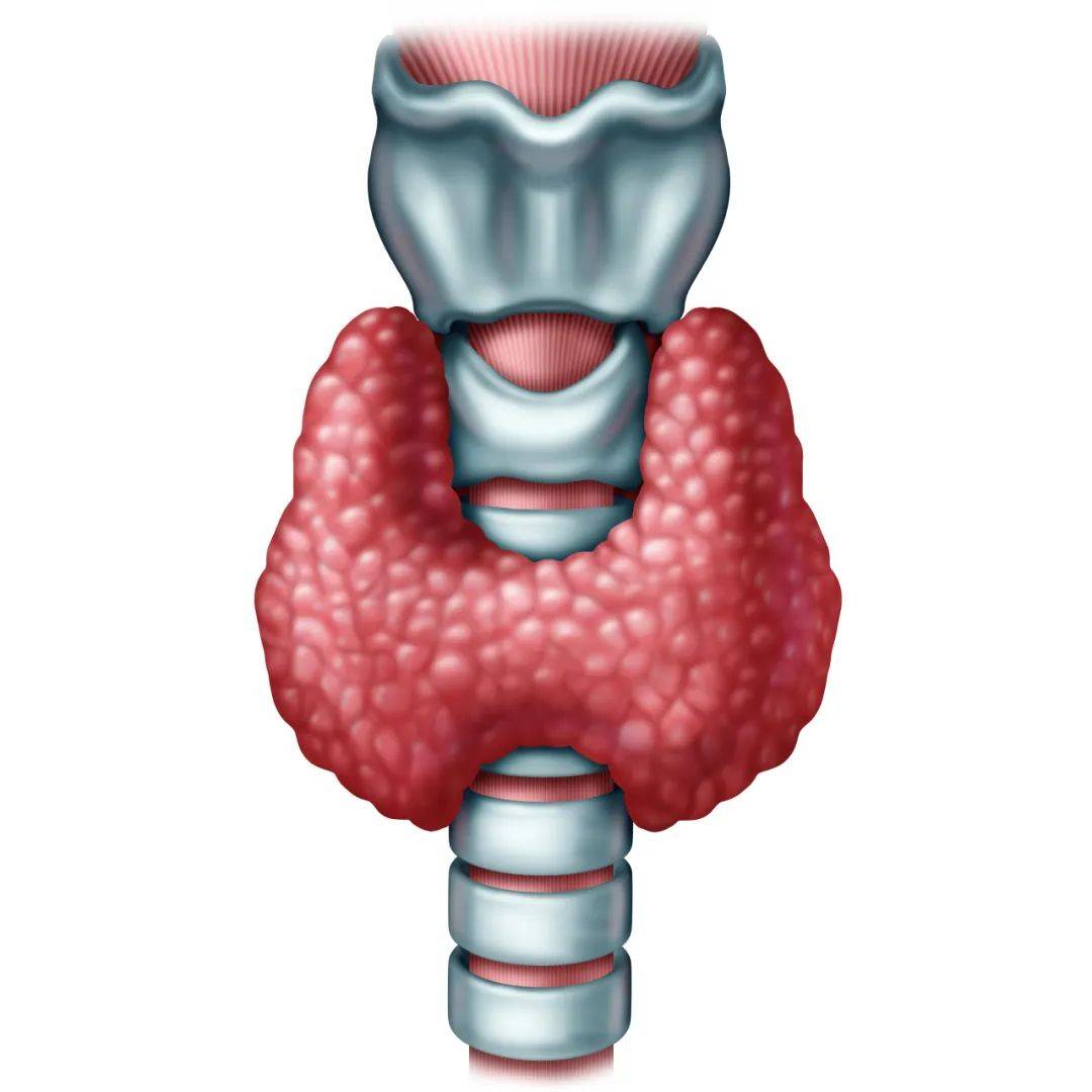 甲状腺正常图片大全图片