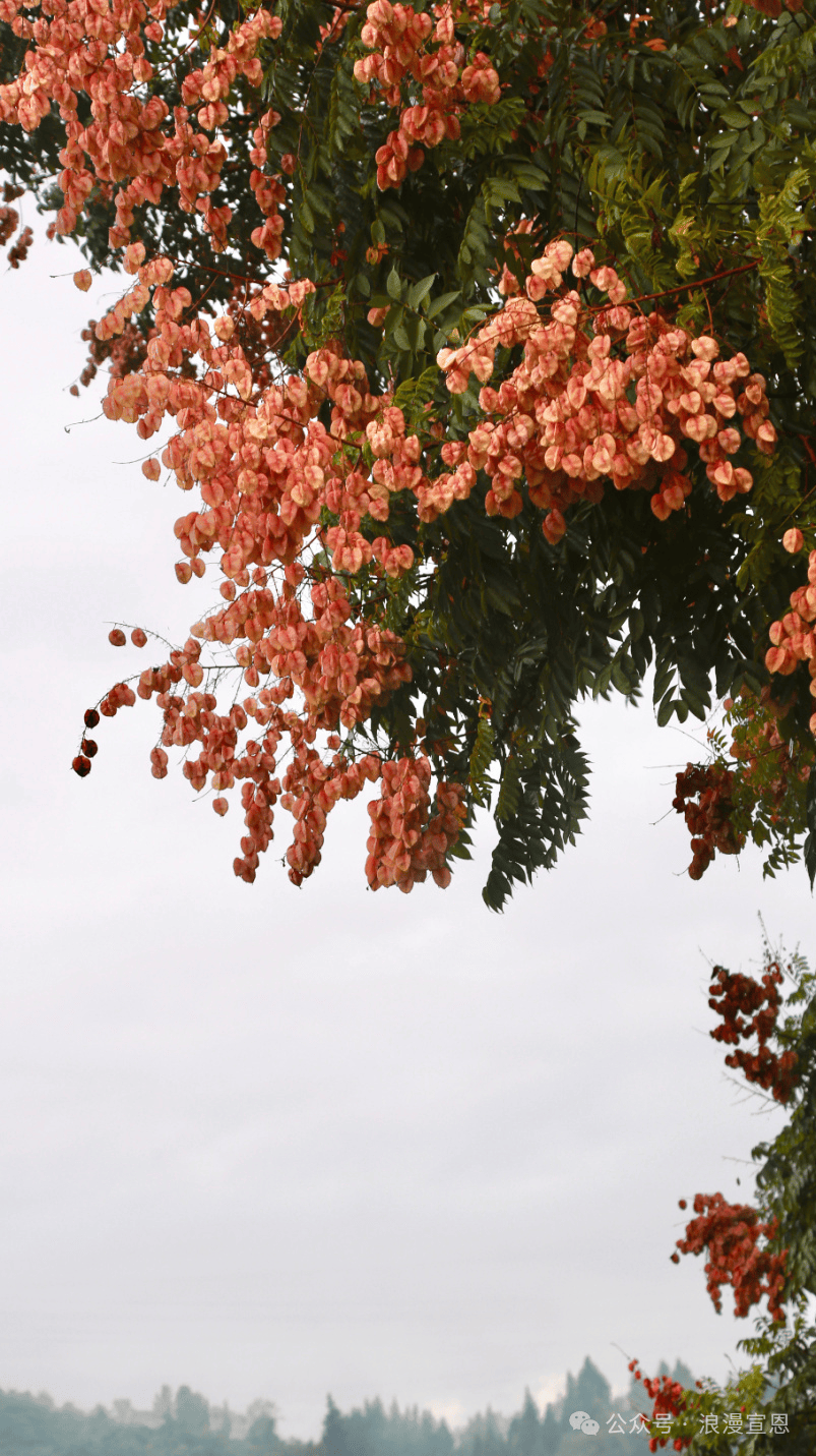 在秋天见一次史铁生书里的栾树吧