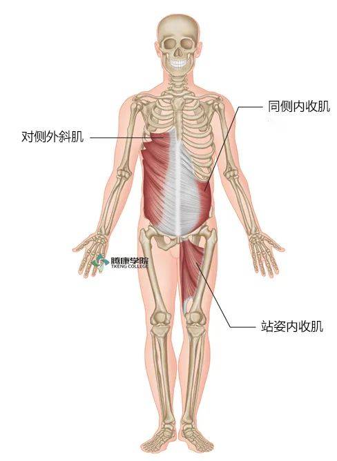 上臂背侧示意图图片