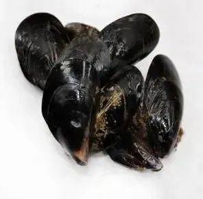 —海洋里的神秘 "珠宝匠"