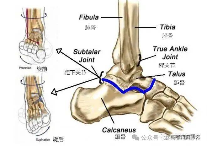 足踝知识全知道 解剖