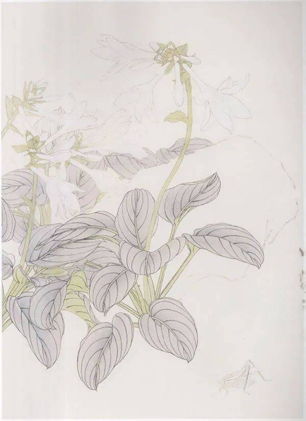 工笔画技法:玉簪花画法步骤
