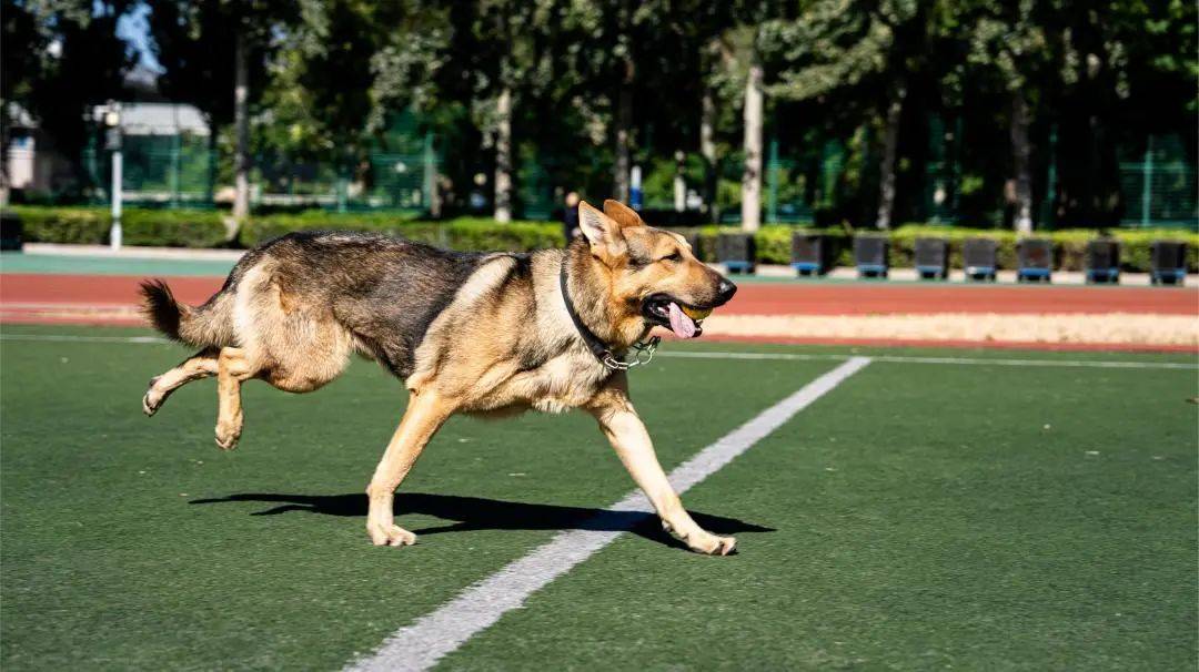 【警犬出击】中国警犬大揭秘——王牌昆明犬
