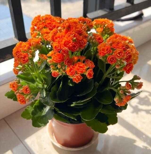 养长寿花，有3个关键点，做好之后，开花繁茂花量更多美得很_搜狐网