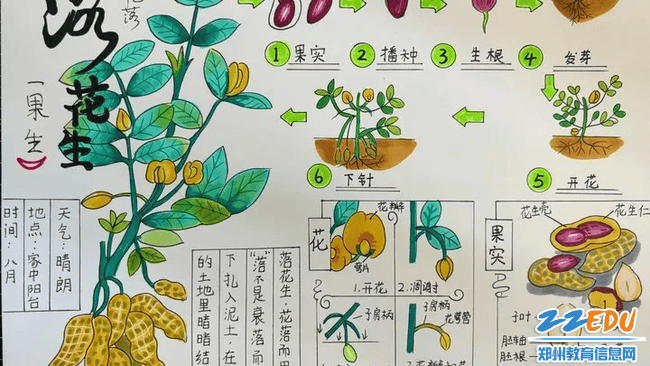 花豆的生长过程图片图片