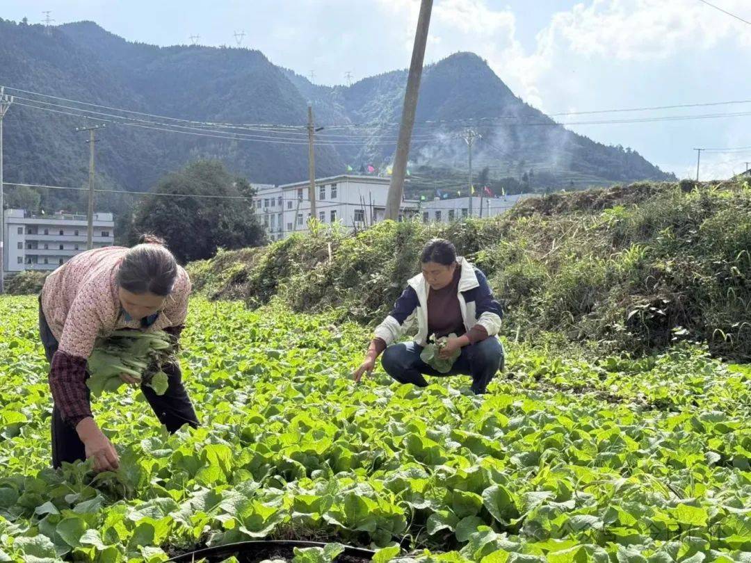 农村致富带头人标准(农村致富带头人有奖励吗)