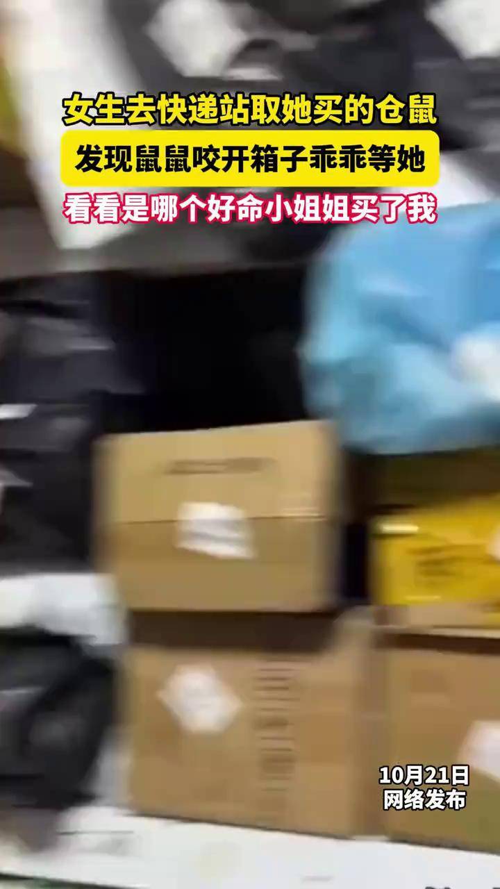 小仓鼠 看看是哪个好命小姐姐买了我 女生去快递站