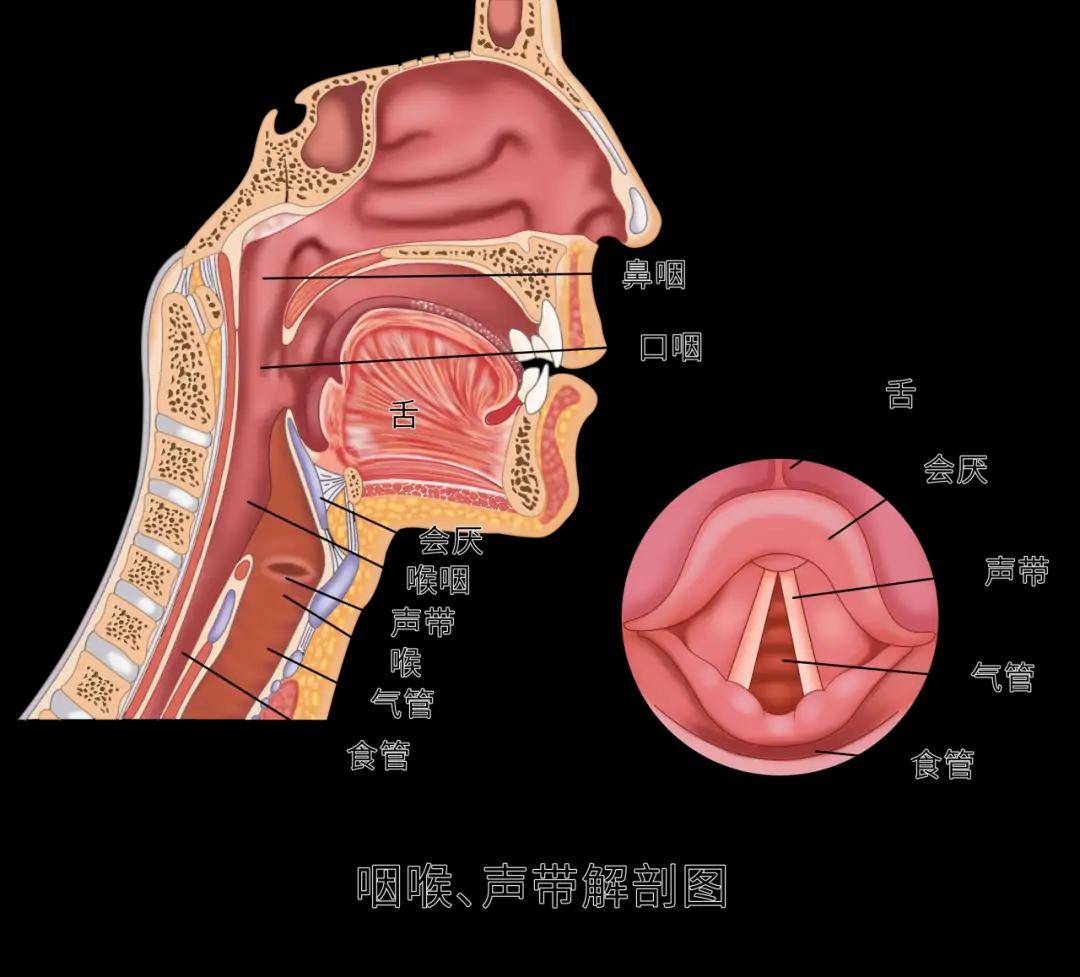 专家在身边丨声音嘶哑没在意,一年后确诊喉癌