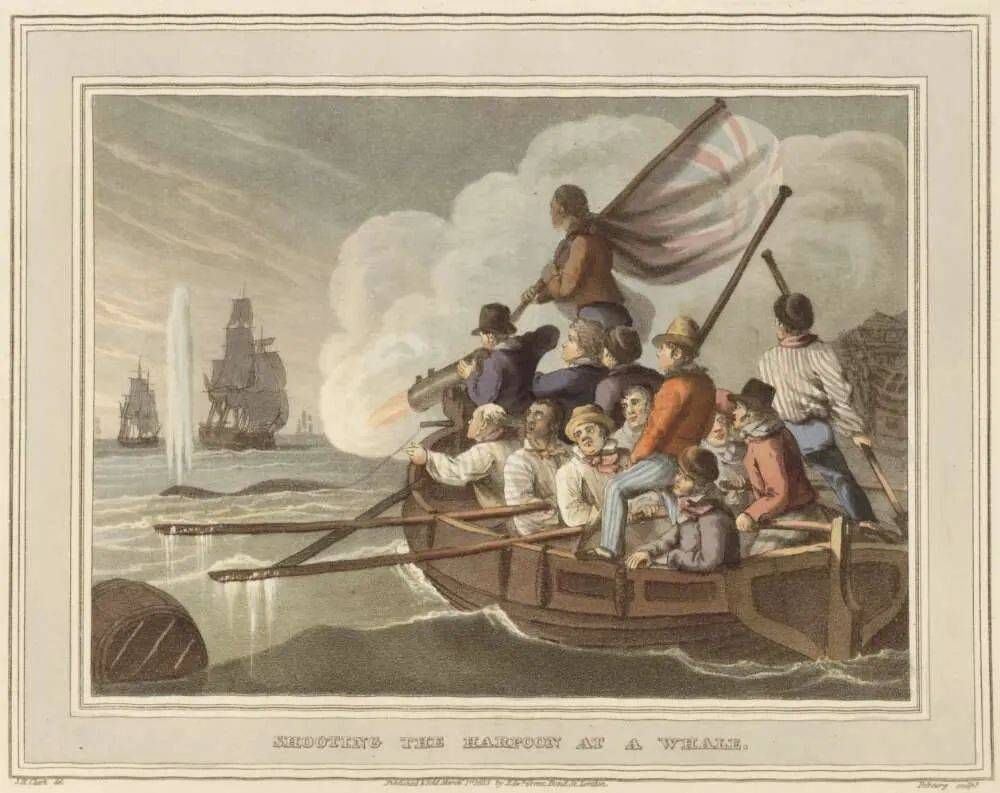 1791年10月24日,英国远洋船队以悉尼为基地展开捕鲸作业