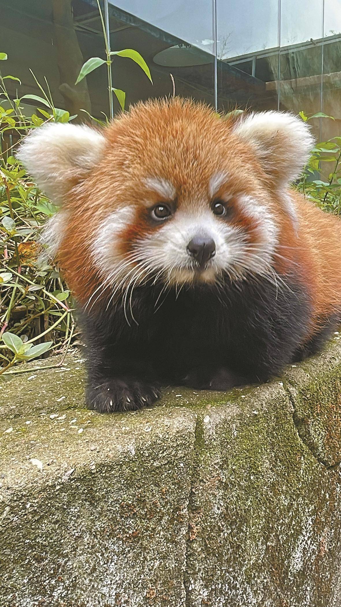 腿短,尾巴短,身材短……宁波野生动物园这只小熊猫取个啥名好?