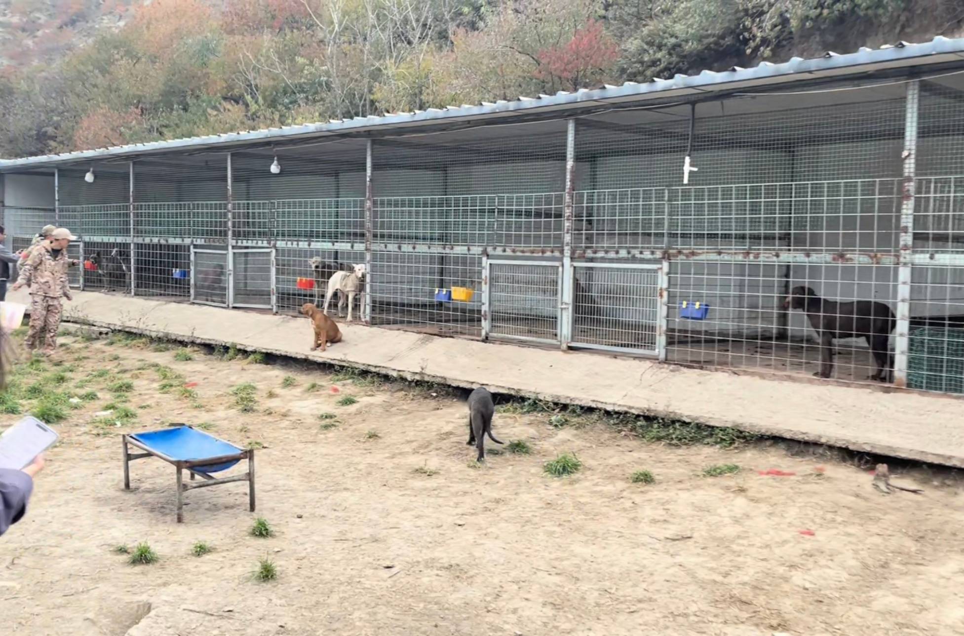 野猪奖2400元":蹲守3天仅获1头,设备修理花4000多元