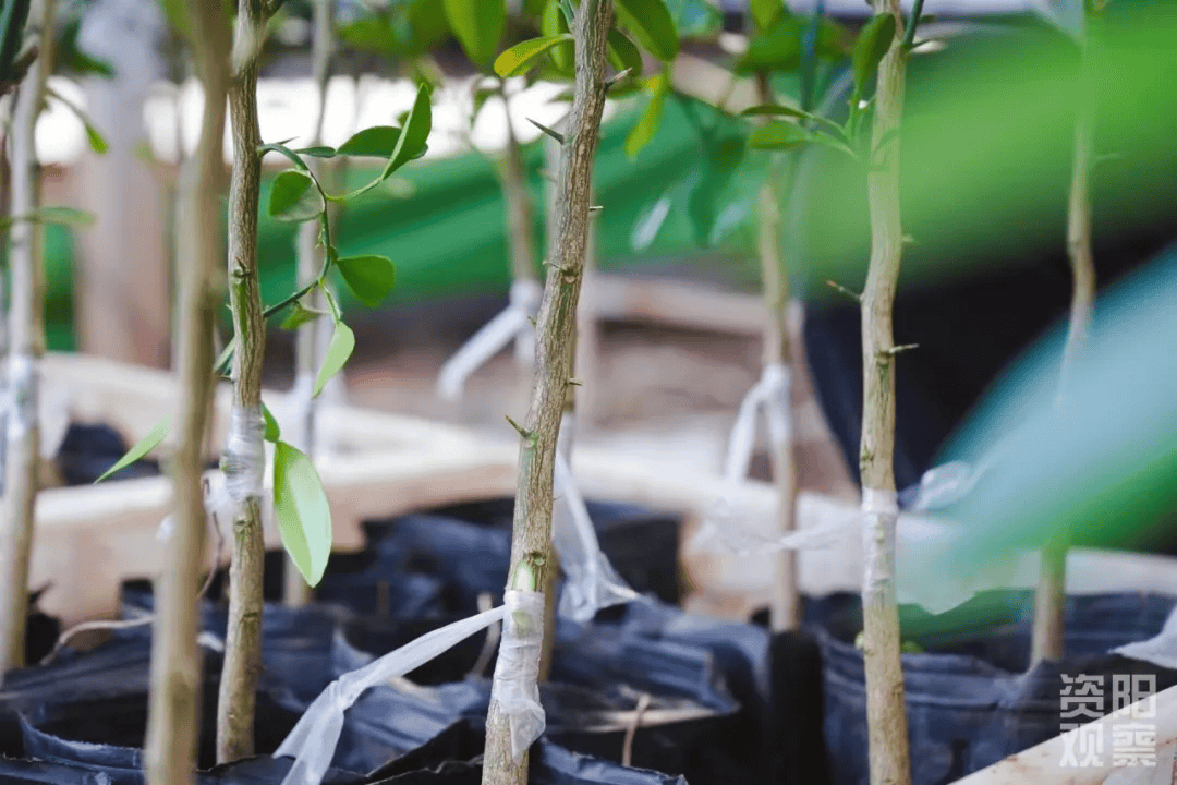"太空半月游"安岳柠檬种子和枝条如何"落地"