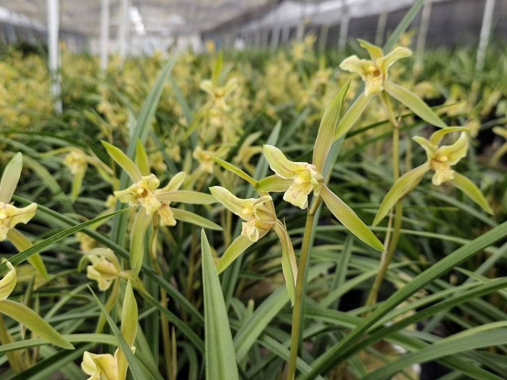 绘就新"兰"图!韶关翁源启动兰花文化旅游月系列活动