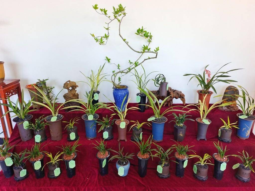 绘就新"兰"图!韶关翁源启动兰花文化旅游月系列活动