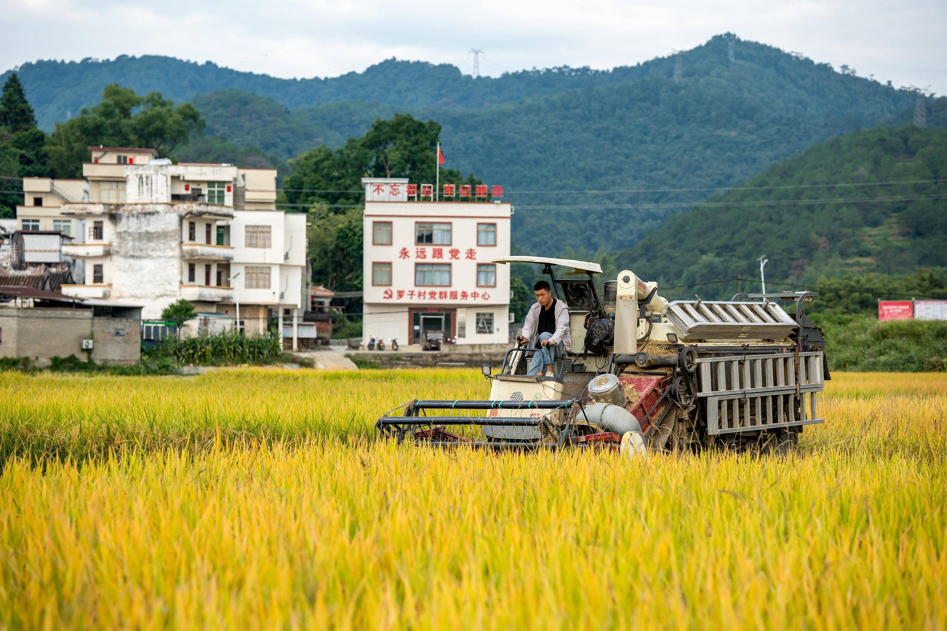 云浮郁南晚造粮食丰收在望,稻田美景如画卷