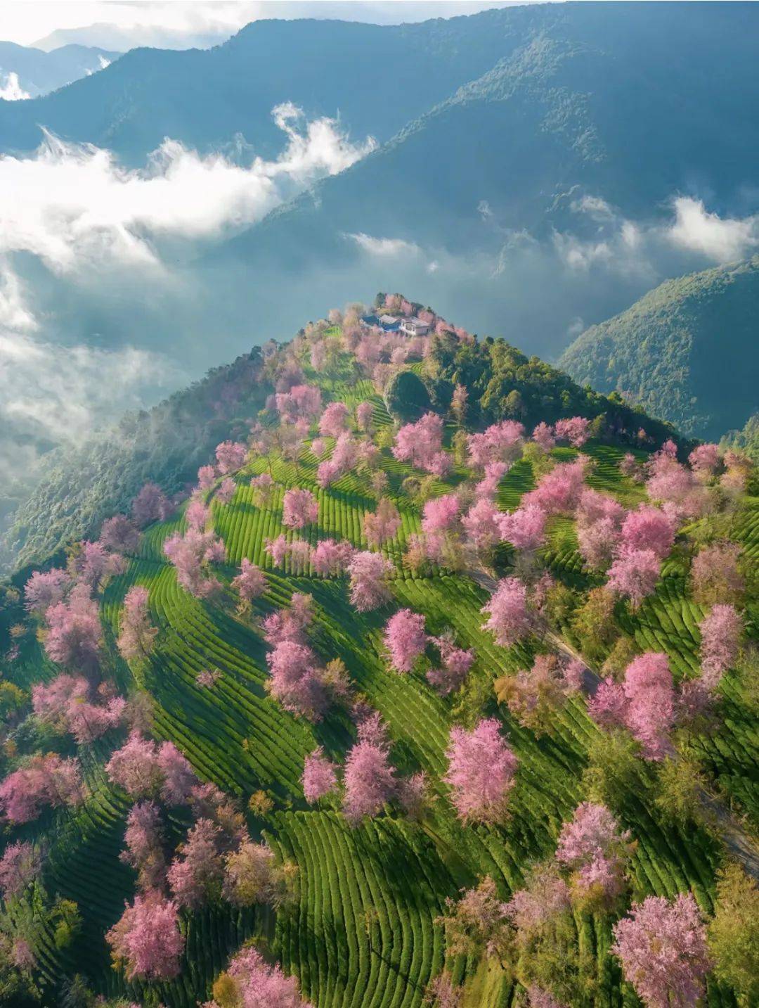 云南腾冲樱花谷图片