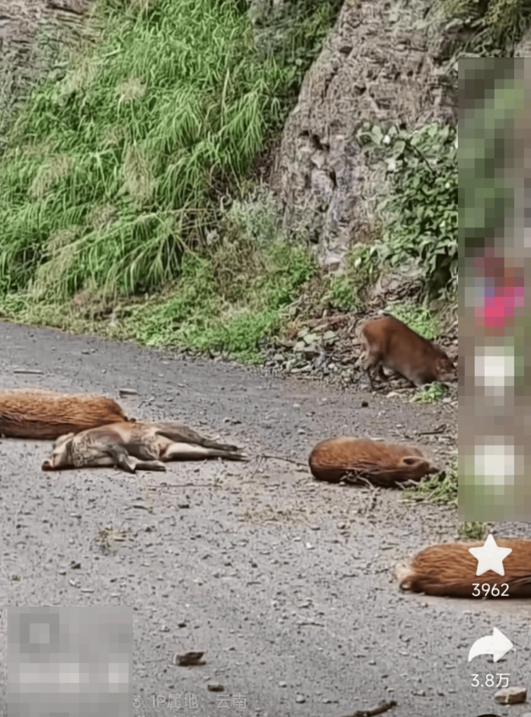 云南一女子驾车遇“天降”野猪群 林草局：事发时猎捕队正围猎，野猪从百米悬崖跌落公路