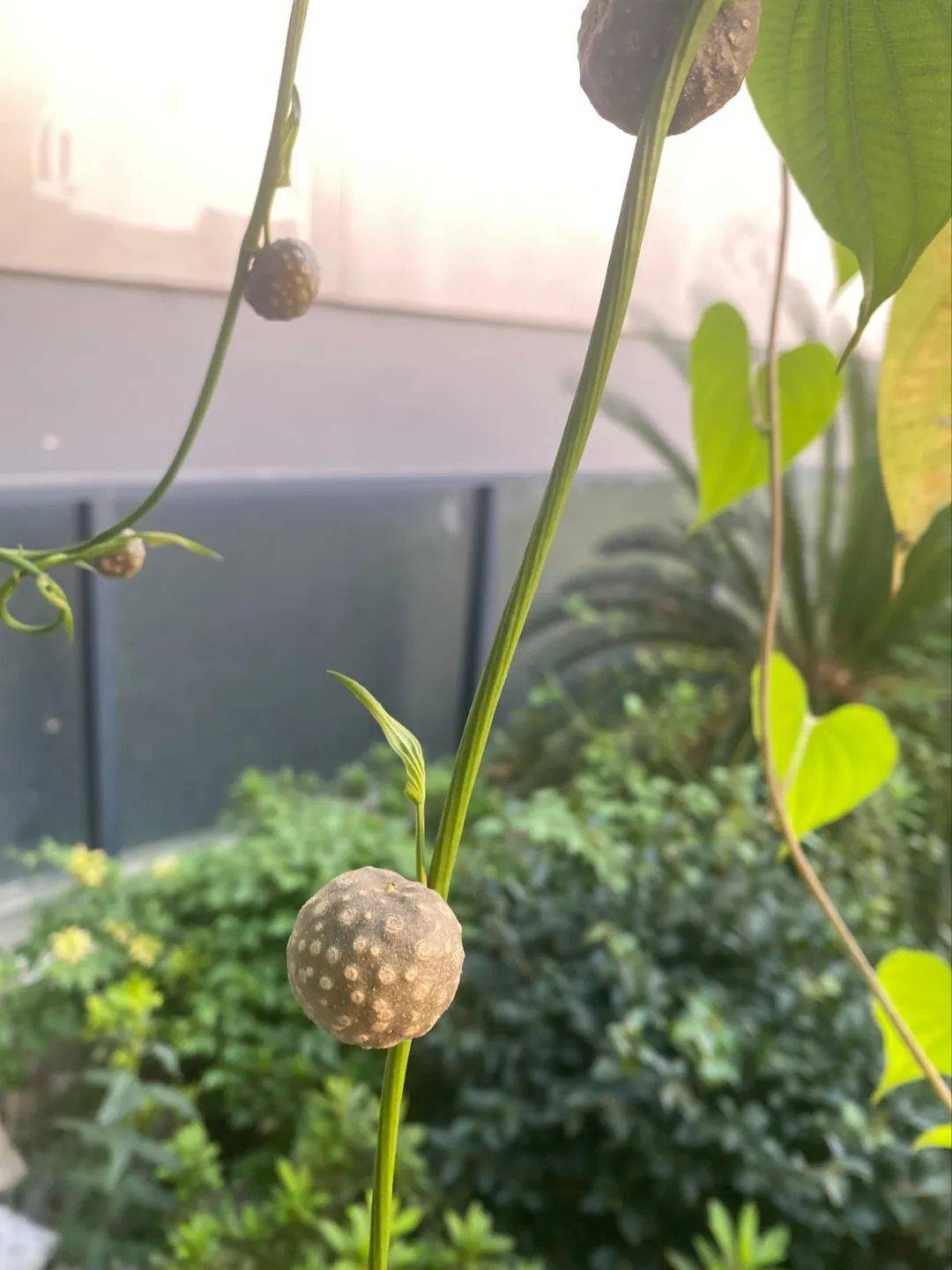 【院内有草,每周一方】 黄独_中药_植物_民间