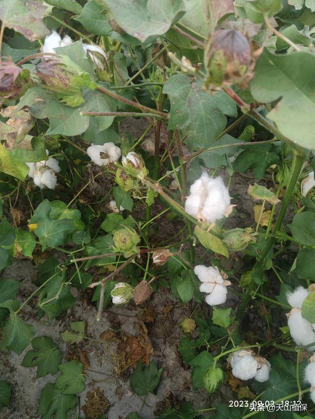 棉花开花到成熟需要多少天