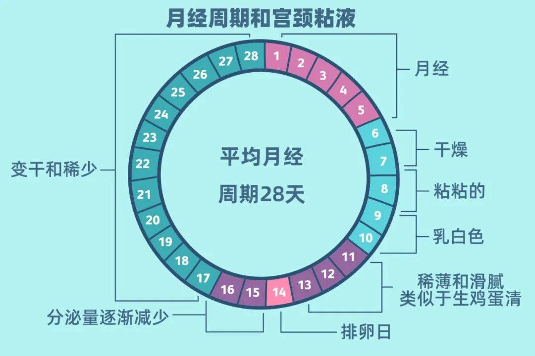 女人安全期计算图表图片