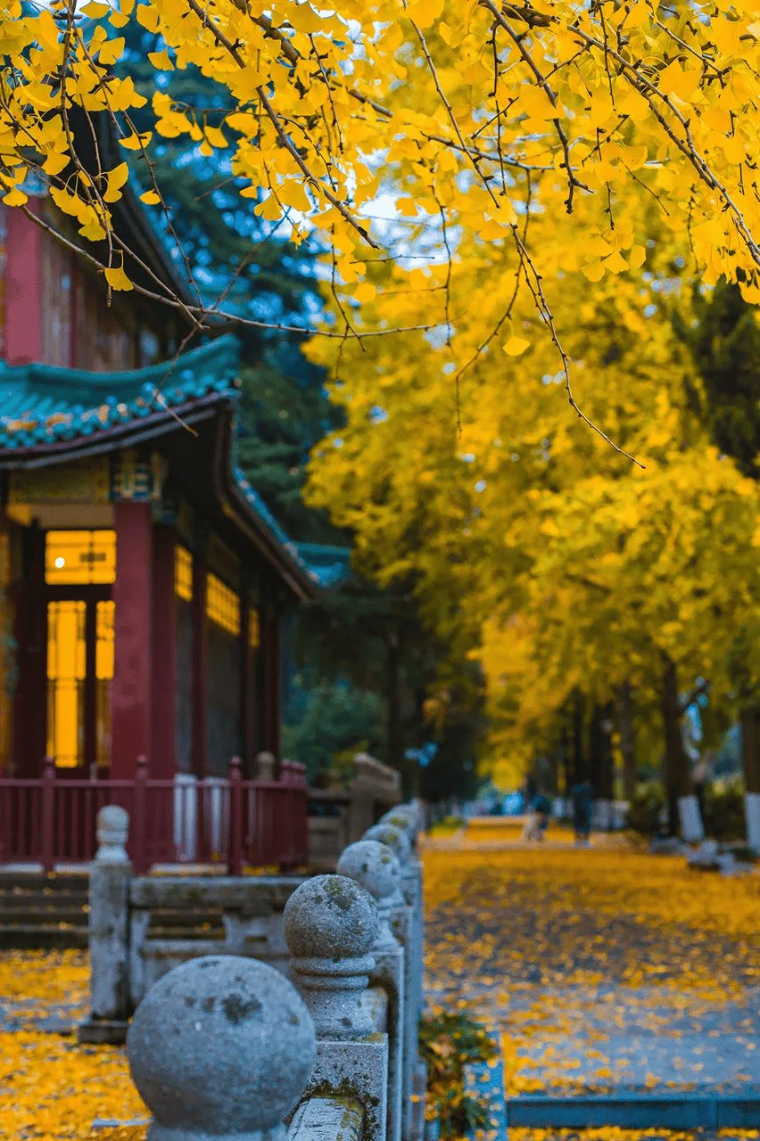 高铁直达！国内秋景天花板就在这座千年古城！