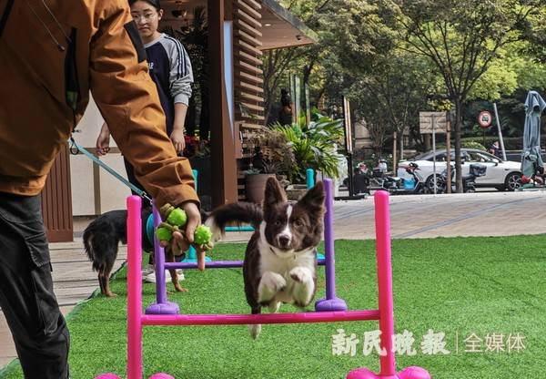 共赴爱宠之旅 萌力场宠物节