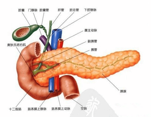 发现即晚期、生存率极低的癌症之王，你了解多少？_胰腺_症状_肿瘤
