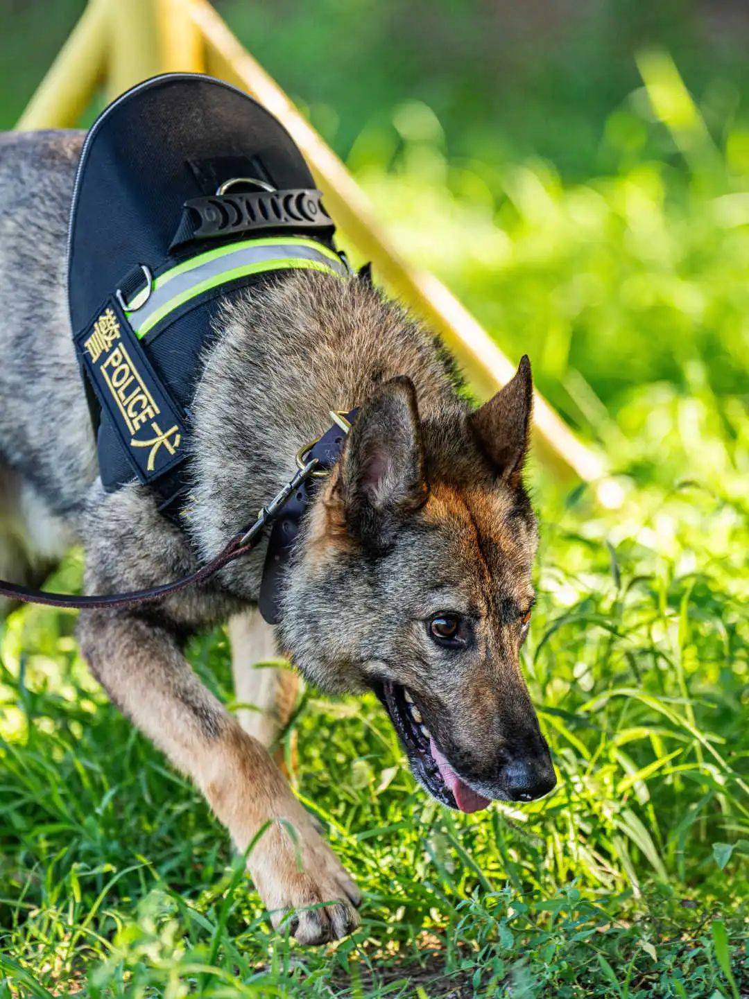 中国警犬品种图片