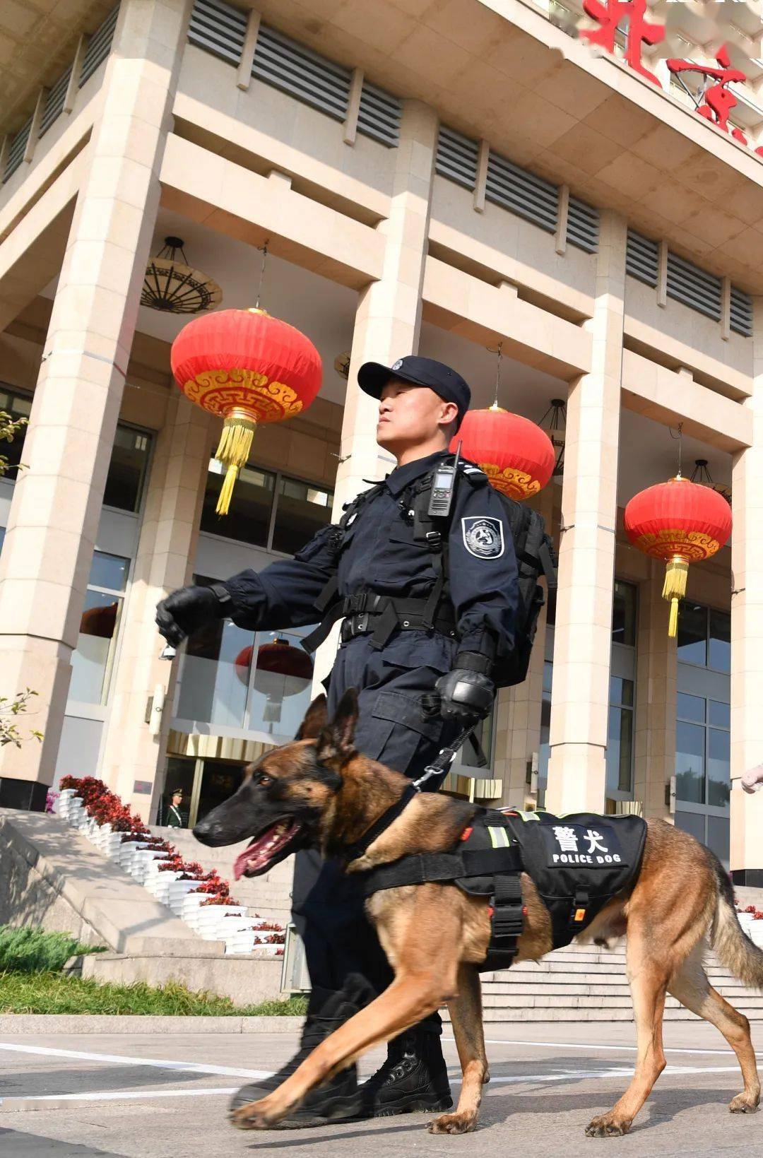 北京警犬训练基地图片