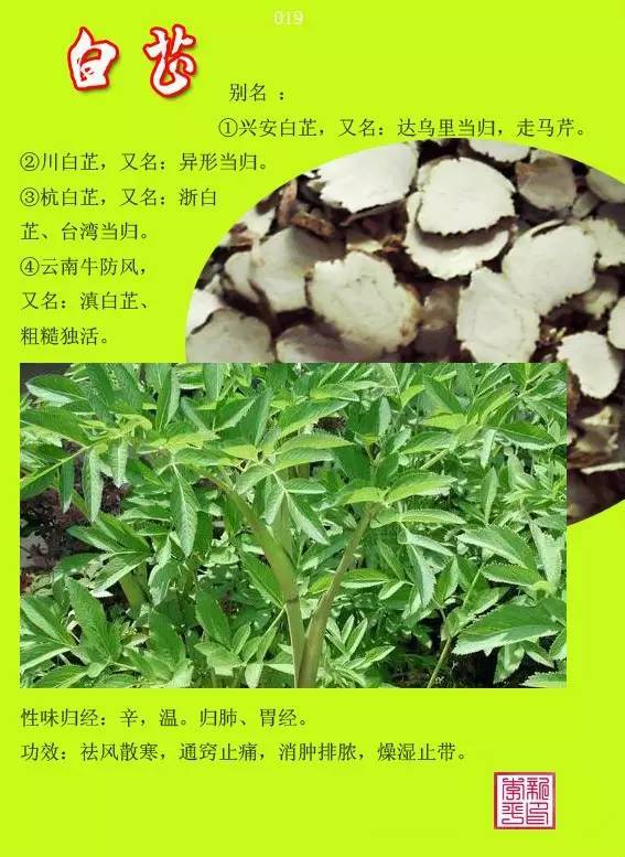 12000种中草药大全图片图片