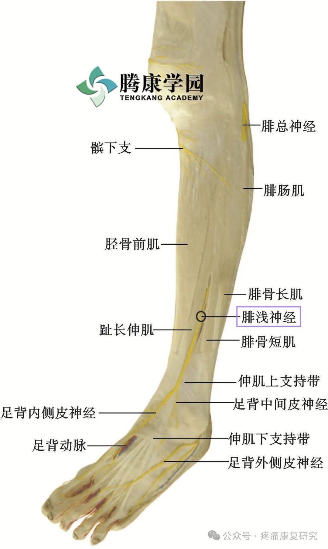 腓总神经走行解剖图图片