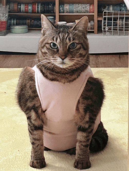 当狸花猫穿上粉色衣服,网友:好可爱的双开门肌肉猫!