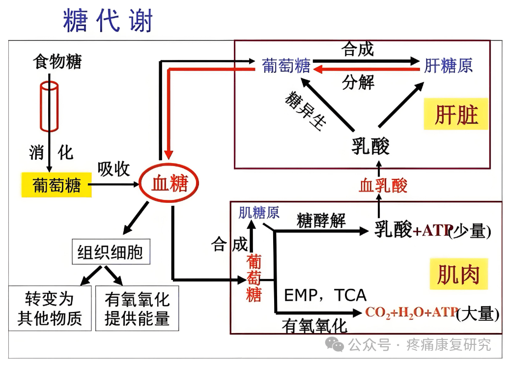 5个器官参与血糖稳定的调节_葡萄糖_胰岛_合成
