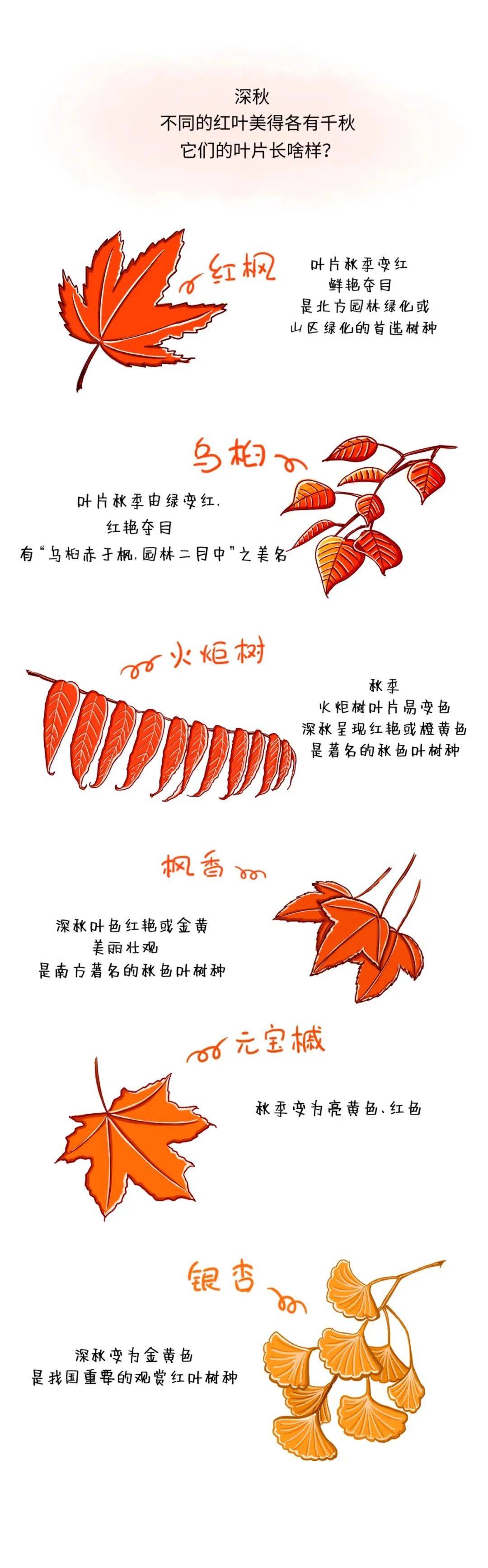 科普|漫山遍野的"红叶"您都认识吗?