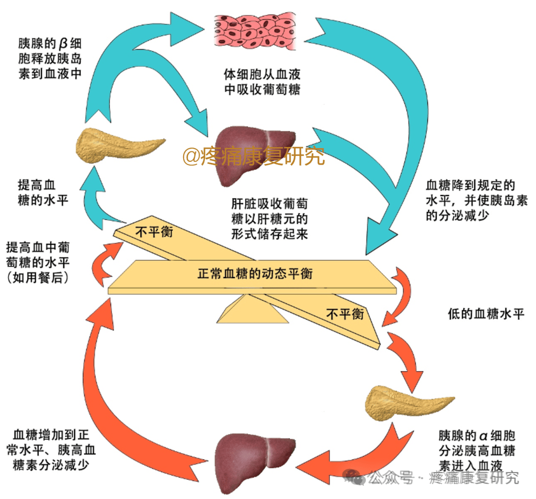 5个器官参与血糖稳定的调节