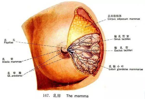 乳腺腺体组织图片