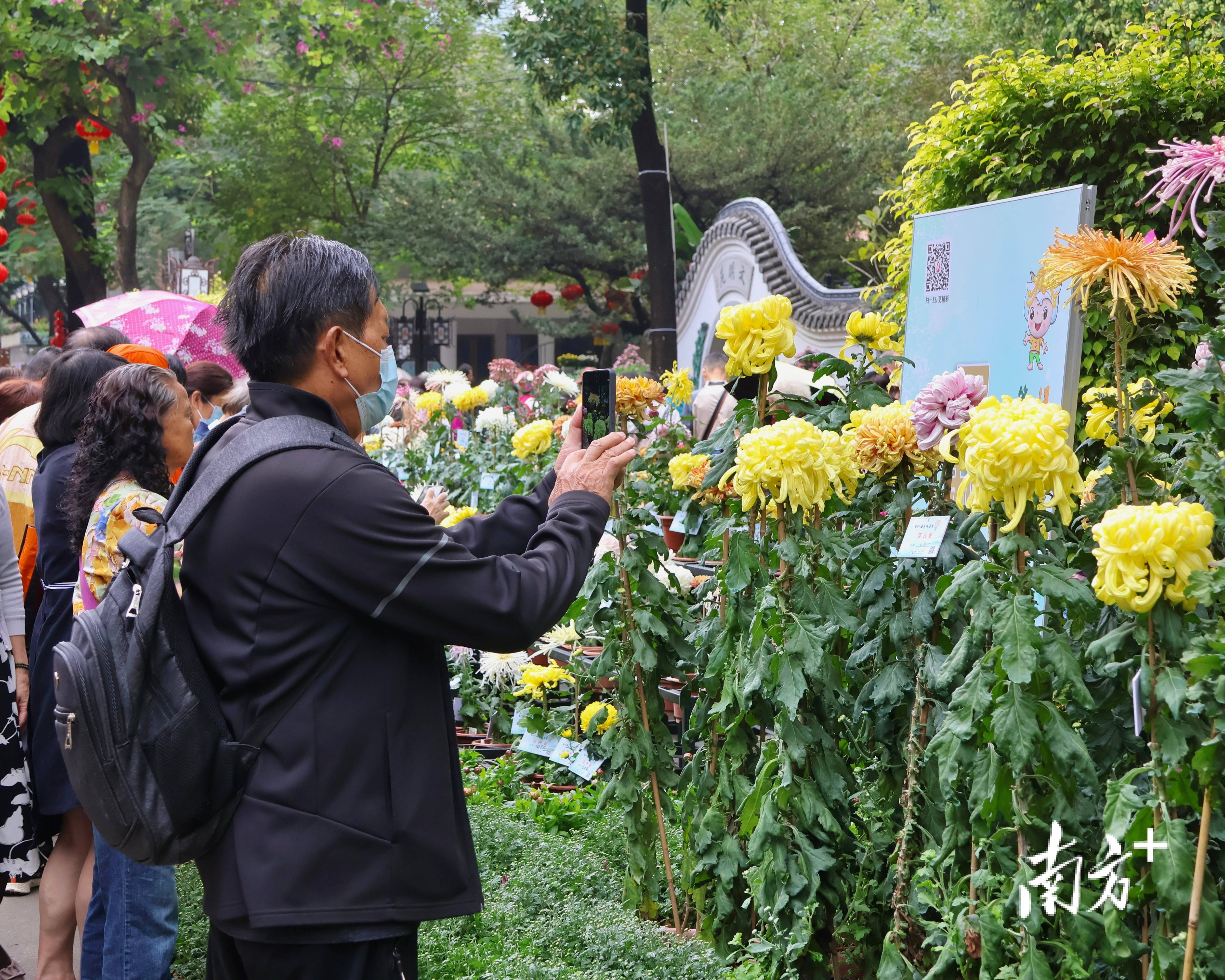 第65届羊城菊会16日开幕超8万盆鲜6686体育平台花亮相还有这些亮点看(图1)