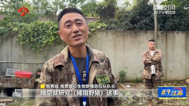 300斤大野猪被迅速捕猎!南京老山里有一队“野猪赏金猎人” 300斤大野猪被迅速捕猎!南京老山里有一队“野猪赏金猎人”