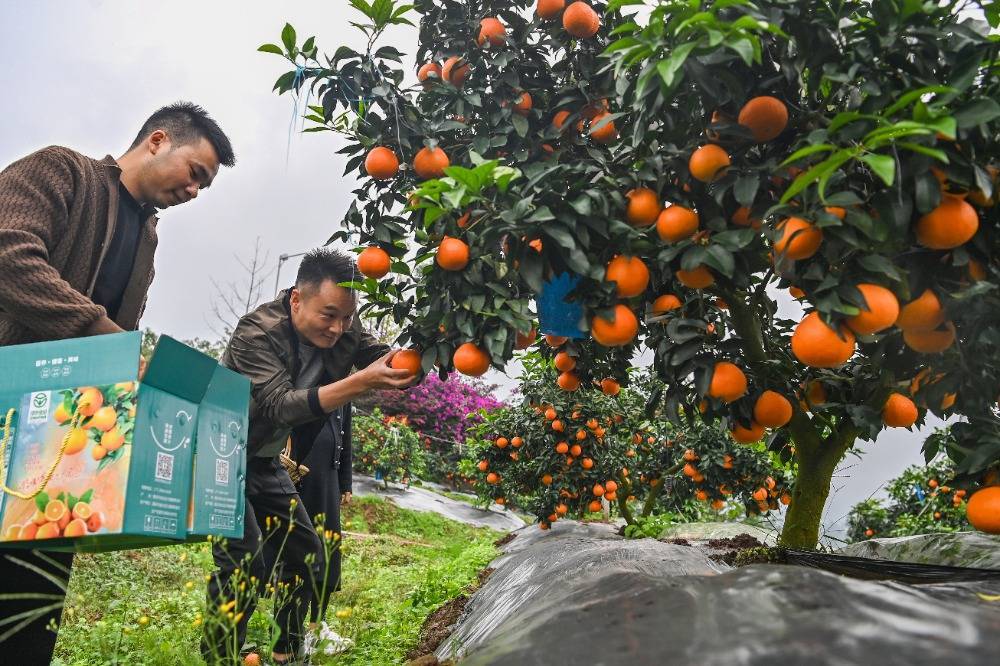 图片新闻渝北：“果冻橙”成熟 采摘品尝正当时(图1)