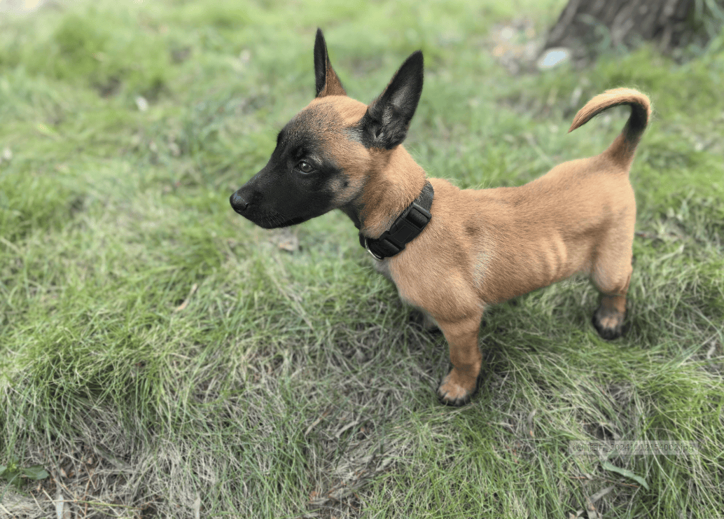 超萌小警犬,入队!