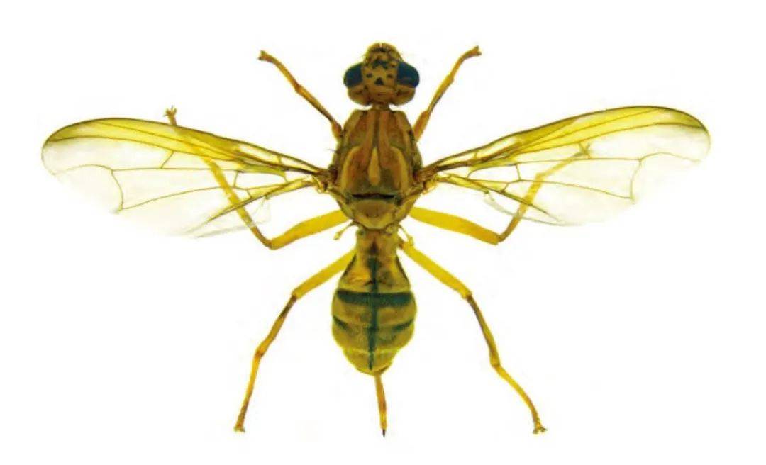 海关国门生物安全监测实蝇类